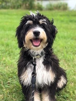 Honesty & Integrity in the Dog Breeding Business – What to Look for in a Bernedoodle Breeder