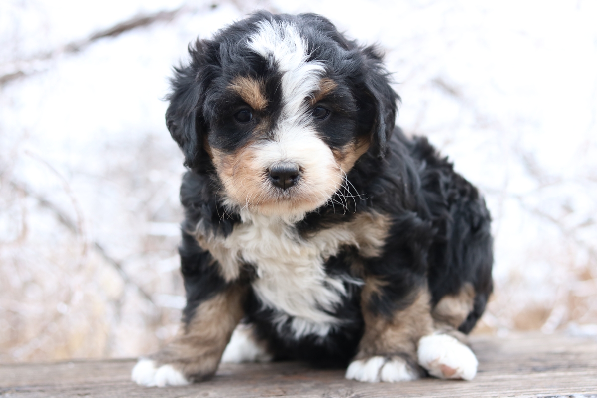 Mini Bernedoodle Breeder - Miniature Bernedoodle Puppies ...