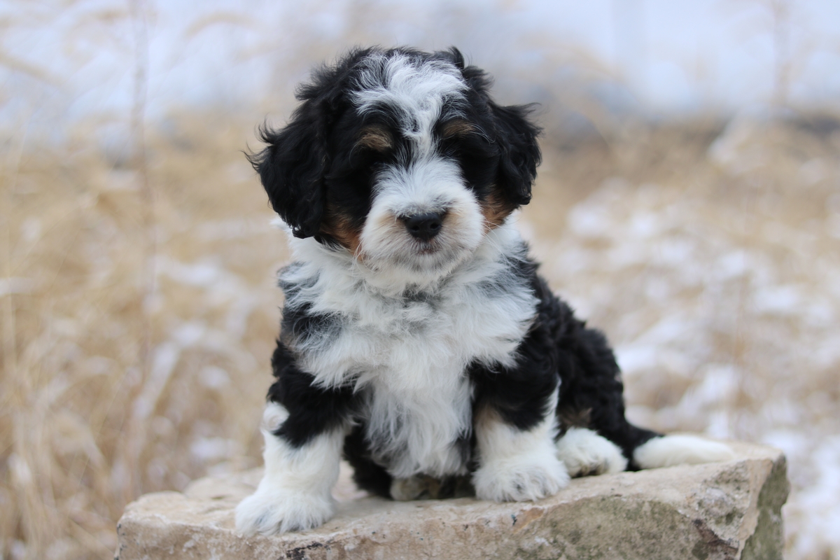 Mini Bernedoodle Breeder - Miniature Bernedoodle Puppies ...