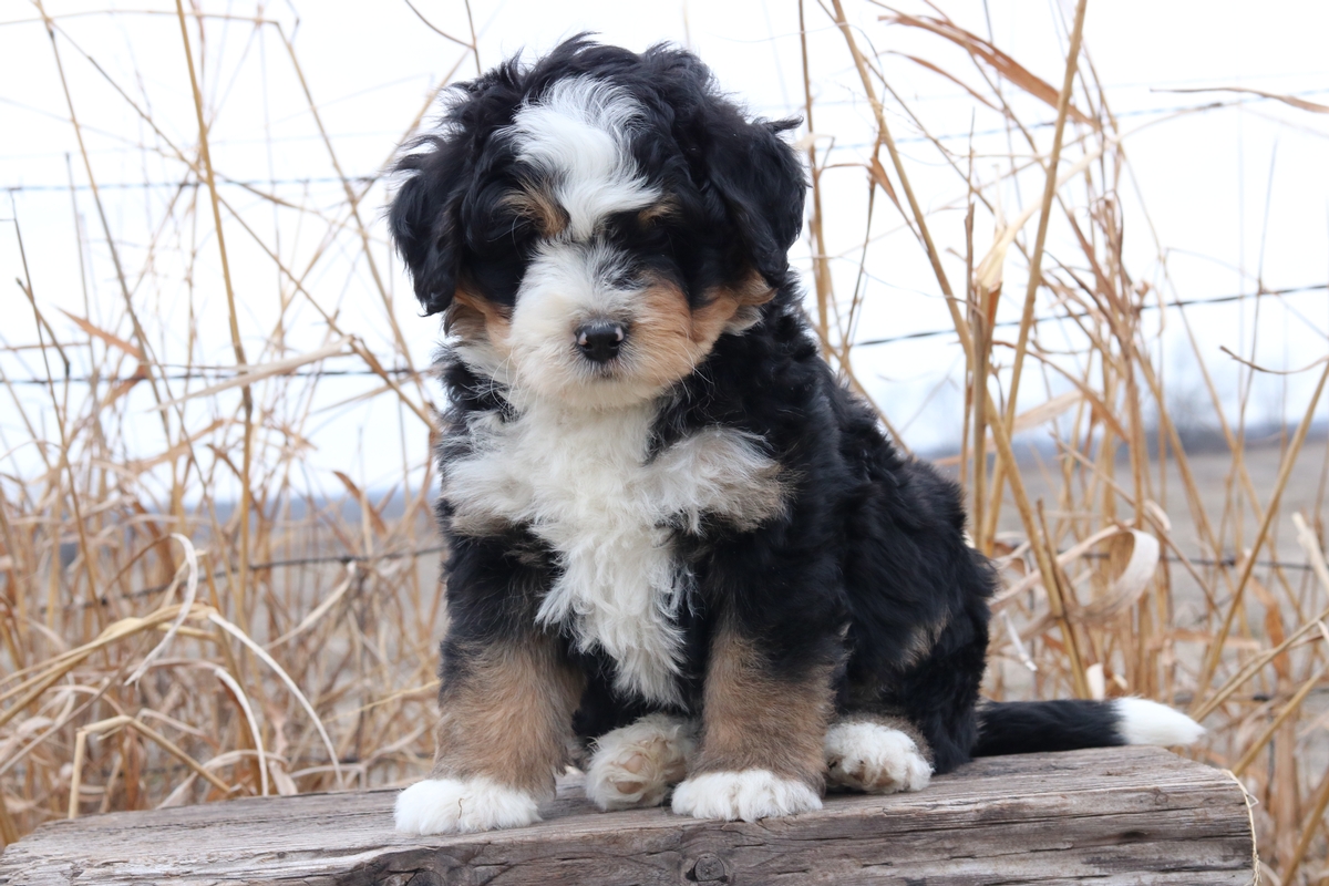 bernedoodle puppies midwest