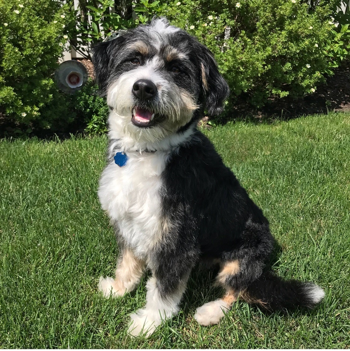 bernedoodle puppies midwest