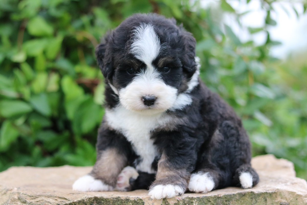 27 Best Images Mini Bernedoodle Puppies For Sale Midwest : Mini Bernedoodle Breeder - Miniature Bernedoodle Puppies ...