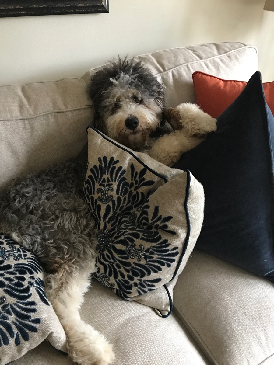 8 Best Mini Bernedoodle Breeders in the U.S(2022) - We Love Doodles