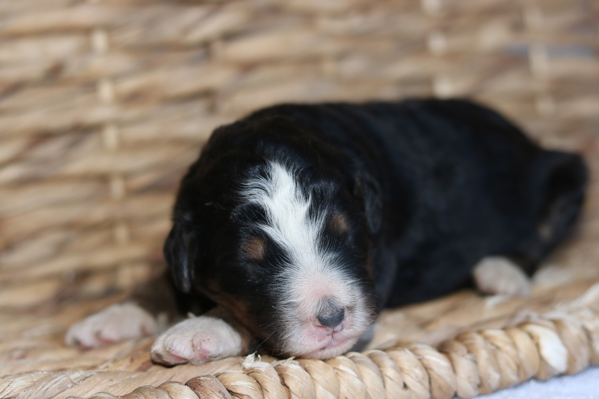 Standard Bernedoodle Breeder - Standard Bernedoodle ...