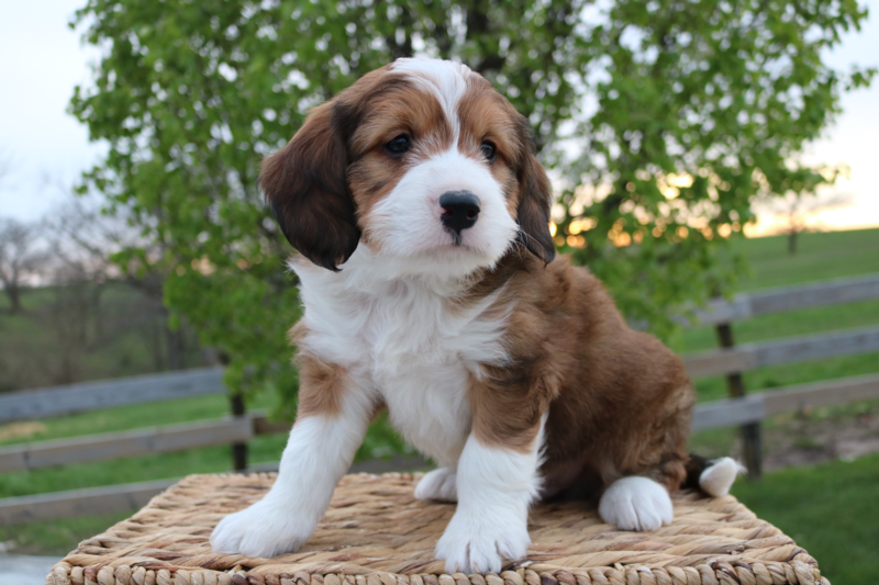 toy bernedoodle puppies for sale