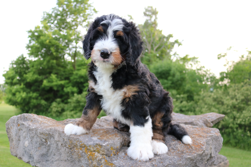 tri colour bernedoodle