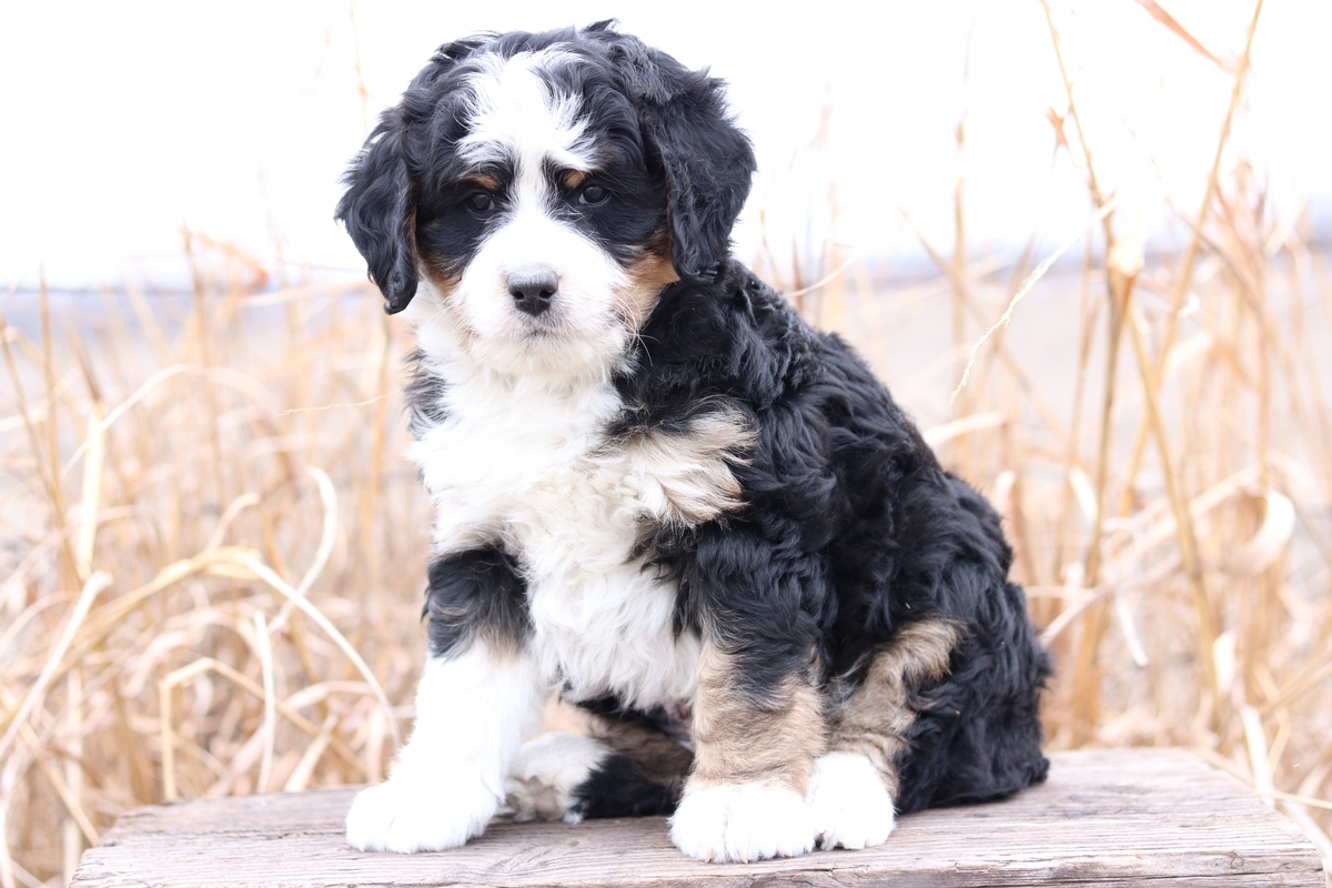 toy bernedoodle puppies for sale