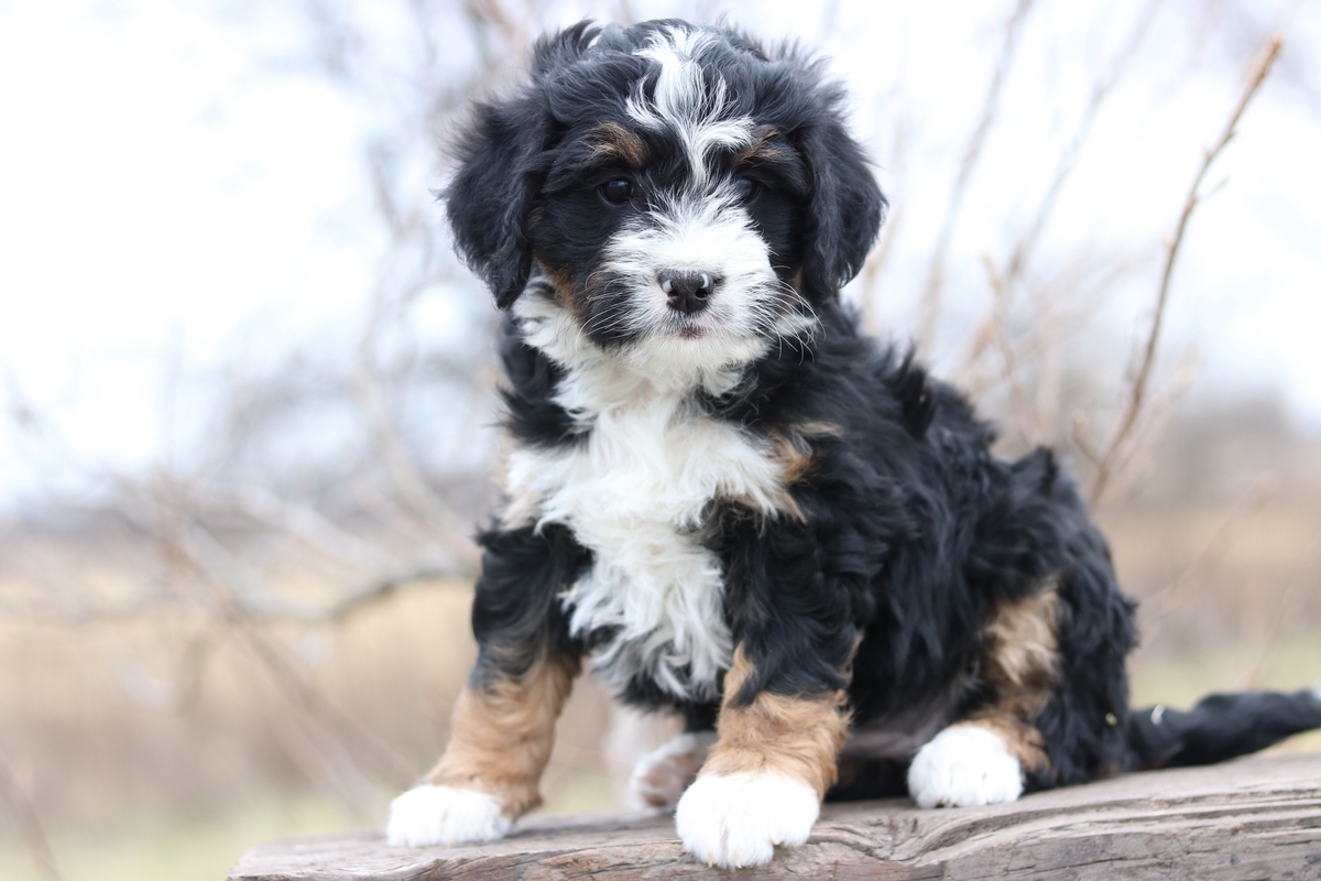 tri colour bernedoodle