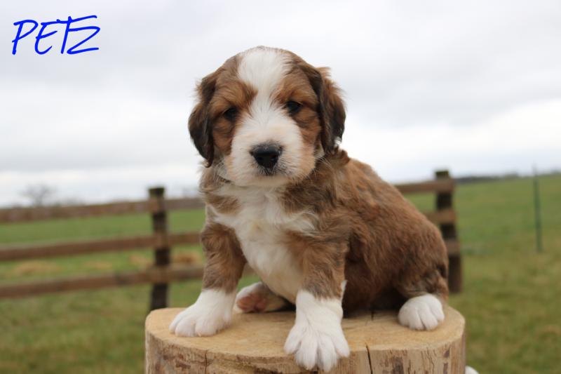 sable bernedoodle puppies