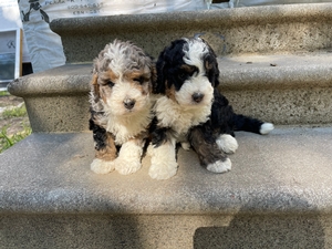 Ninja and Bentley