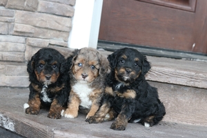 Sophie and Zues