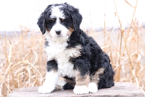 Mini Bernedoodle Puppies For Sale Mini Bernedoodle Breeder