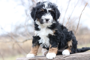 bernedoodle toy size