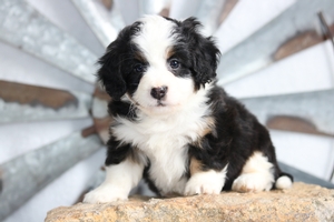 Mini Bernedoodle Puppies For Sale Mini Bernedoodle Breeder