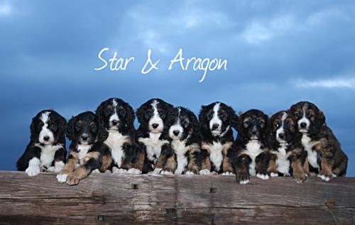 Standard Bernedoodle puppies , past litter  S-A