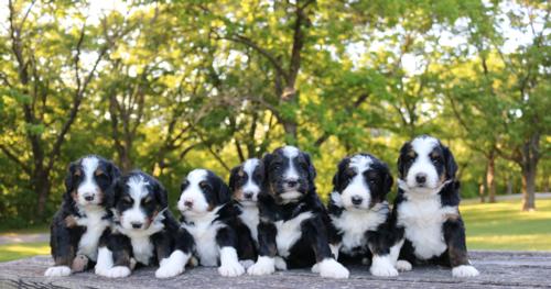 Standard Bernedoodle Puppies B-L