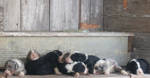Friska and Teddy