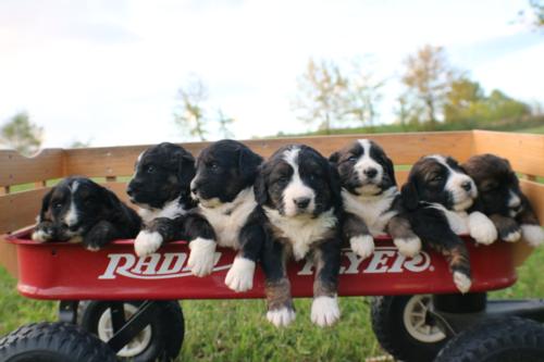 Standard Bernedoodle puppies K-A