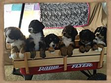 Past puppies B-J 