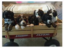 Past puppies R-J