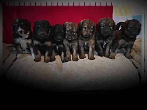 Past puppies R-G