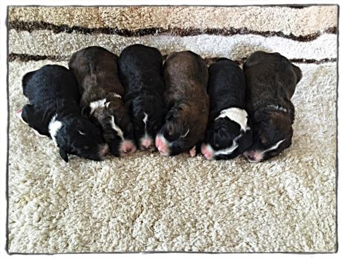 Past Standard Bernedoodle litter P-G