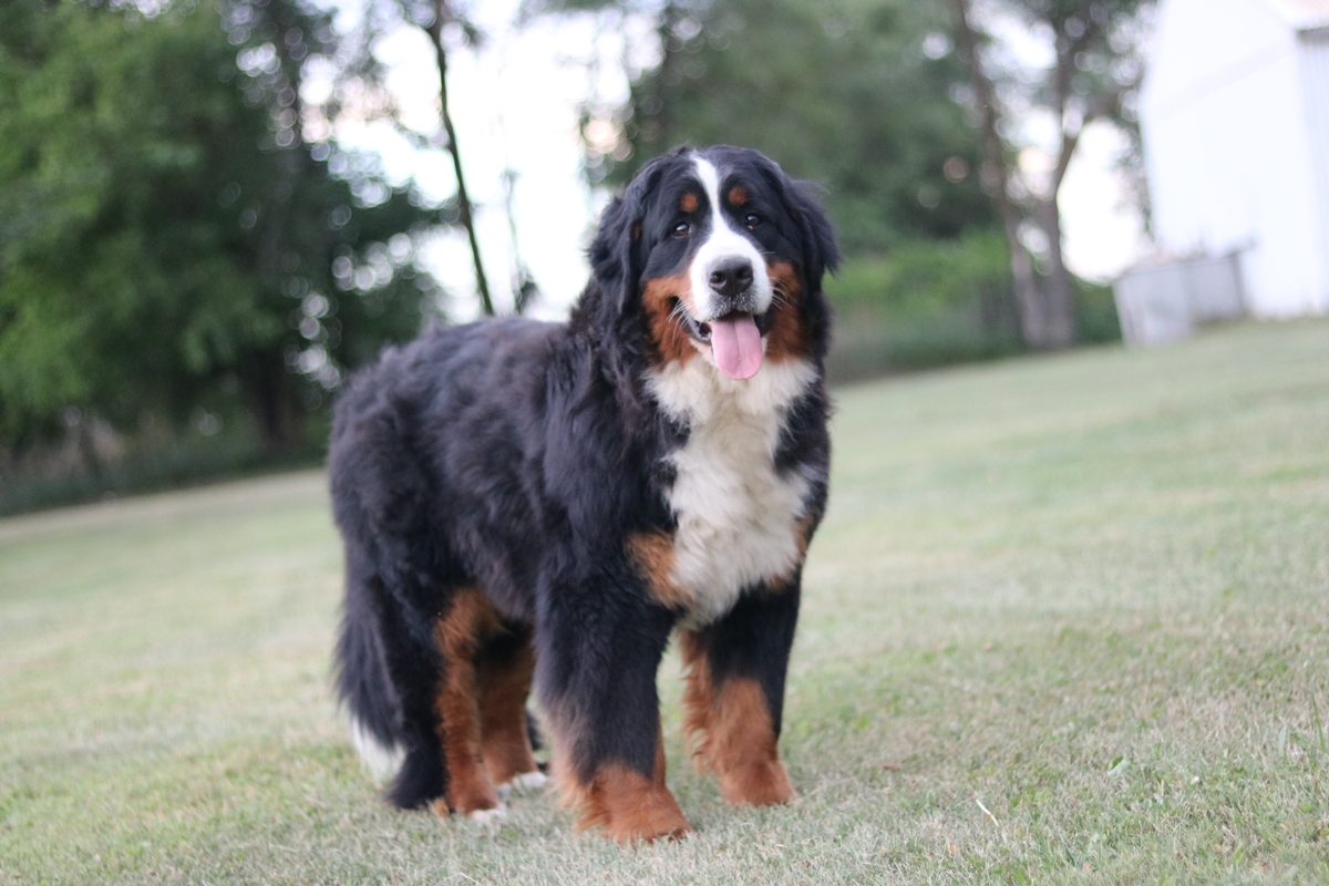 Bernese Mountian Dog-Bernedoodle Mother-standard bernedoodle