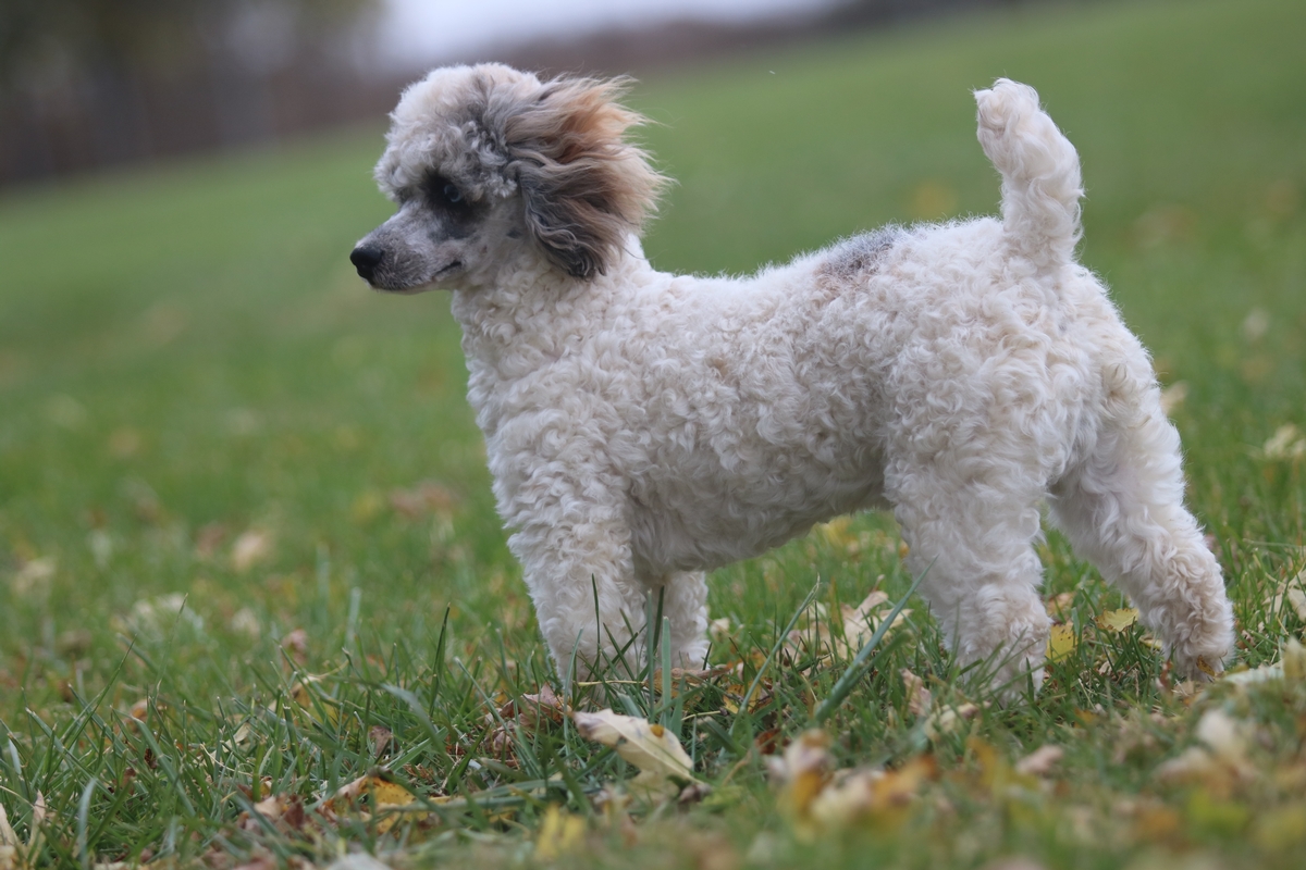 miniature poodle stud dog