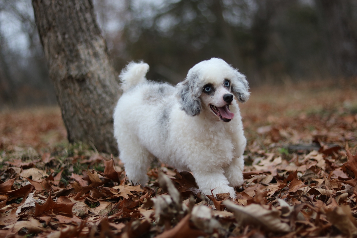 blue merle toy poodle