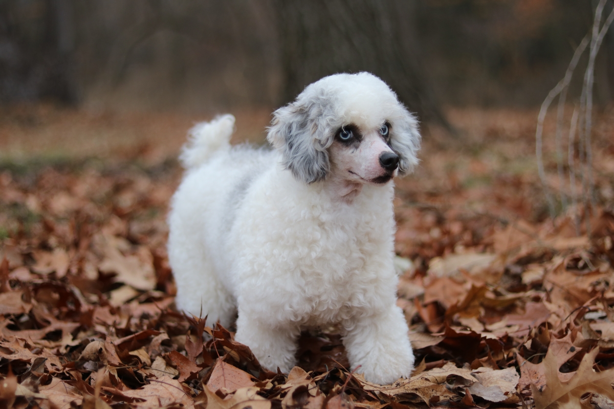 blue merle toy poodle