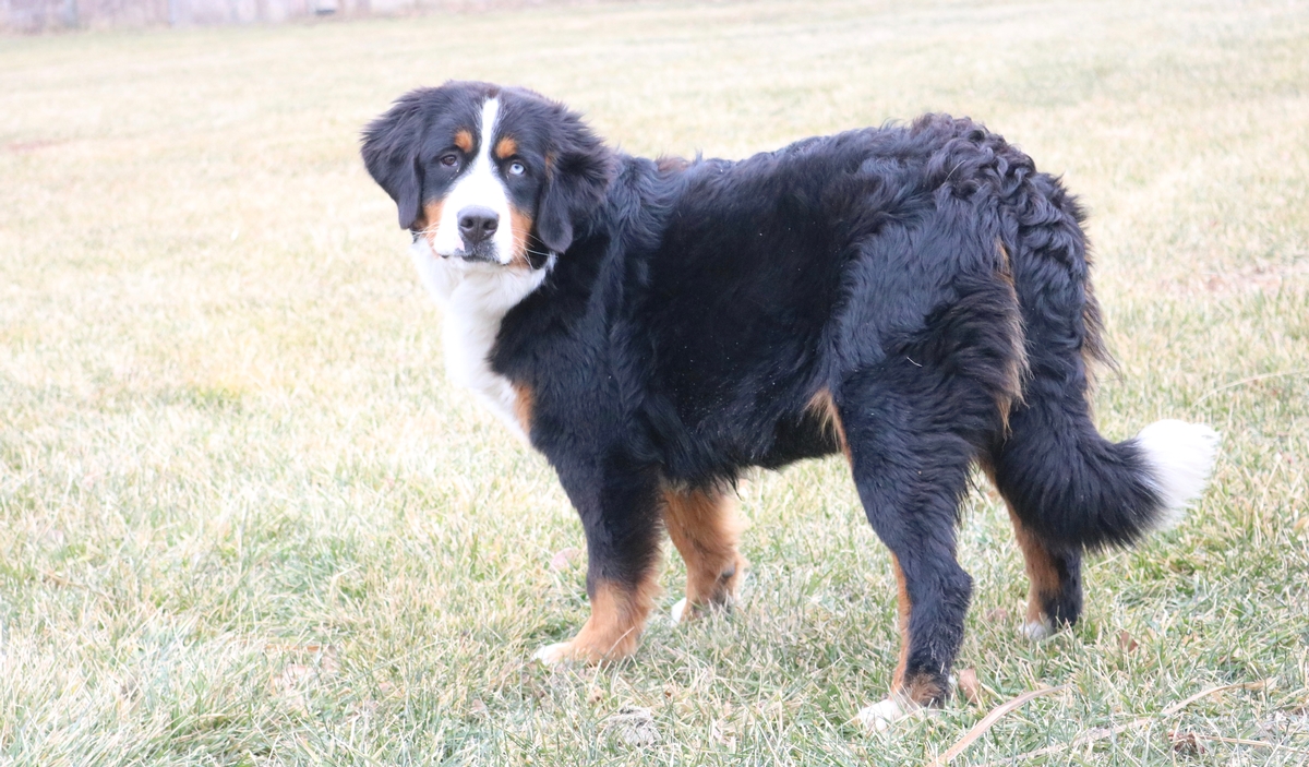 Bernese Mountain Dog - Blue eye