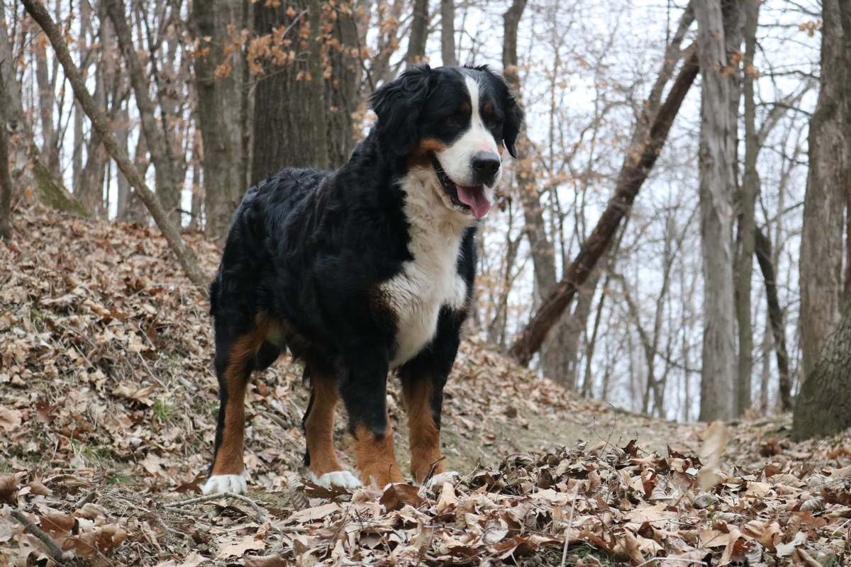 Roxy