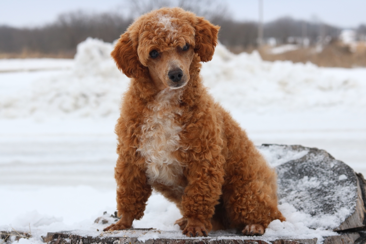 Duke