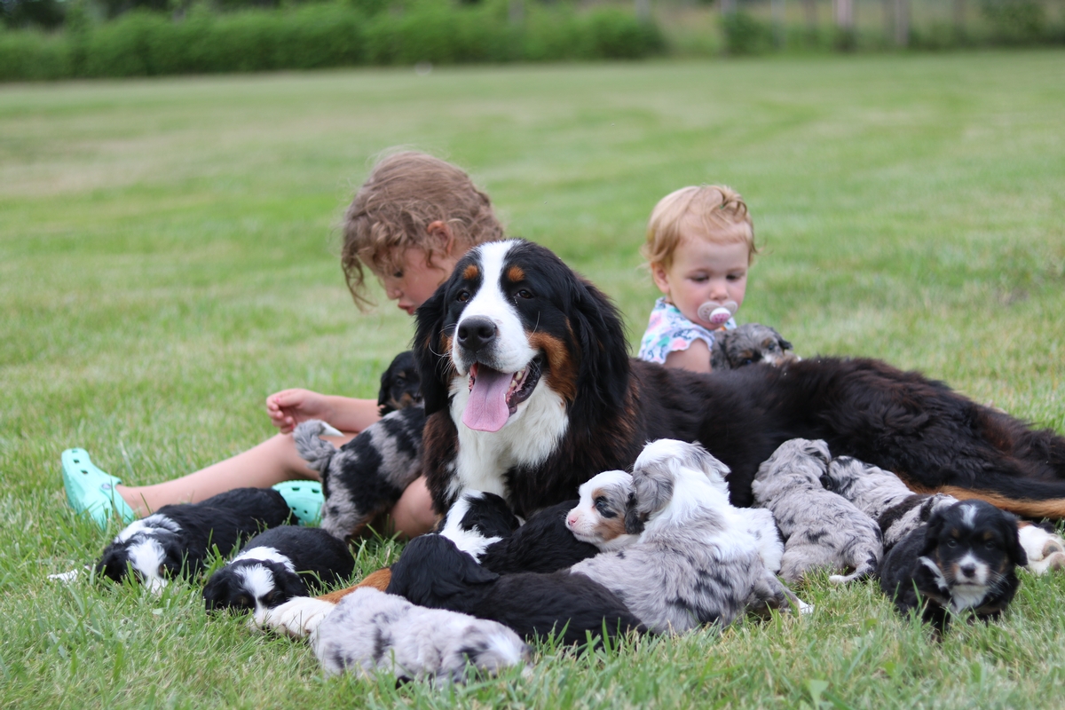 57 Best Photos Bernedoodle Puppies For Sale In Pa : Lulu: Bernedoodle puppy for sale near Baltimore, Maryland ...