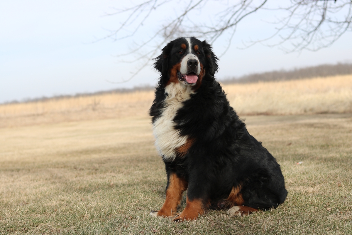 miniature bernese mountain dog temperament