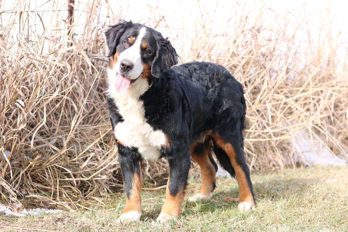 miniature bernese mountain dog temperament