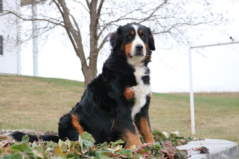 smallest bernese mountain dog