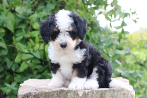 Garrison