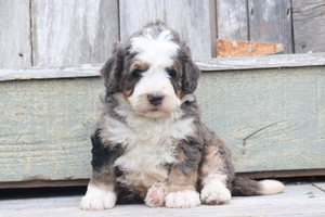 Odie