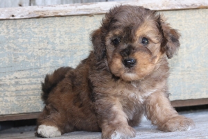Monty