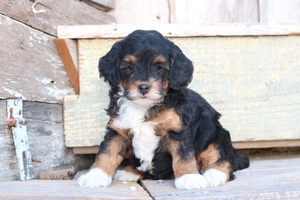 Pixley
