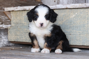 Dodger 
