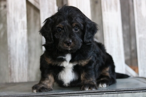 Chester