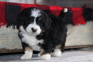 Briar