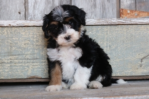 Wallace