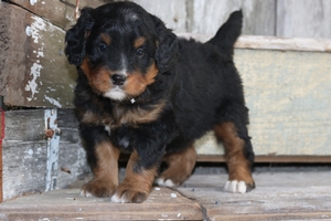 Koda