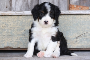Domino
