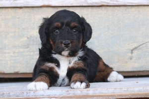Asha