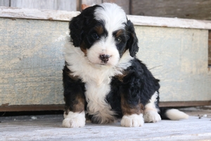 Louie 