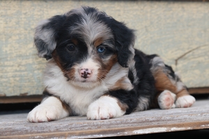 Penelope